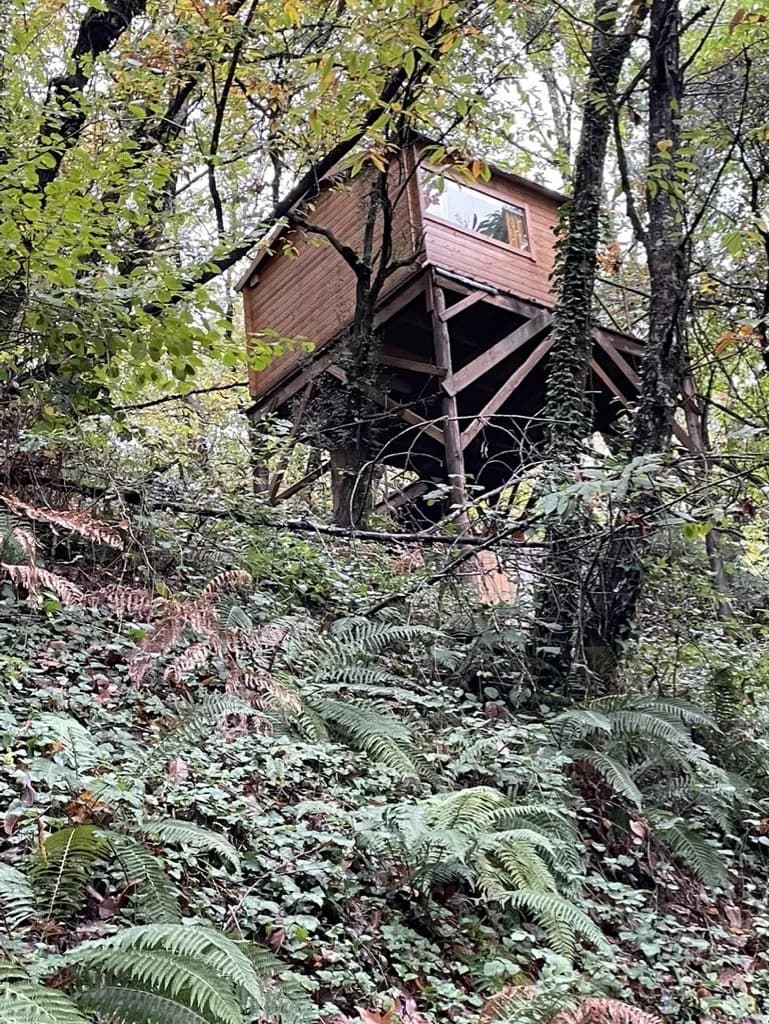 A cabana vista de baixo, entre fetos e árvores