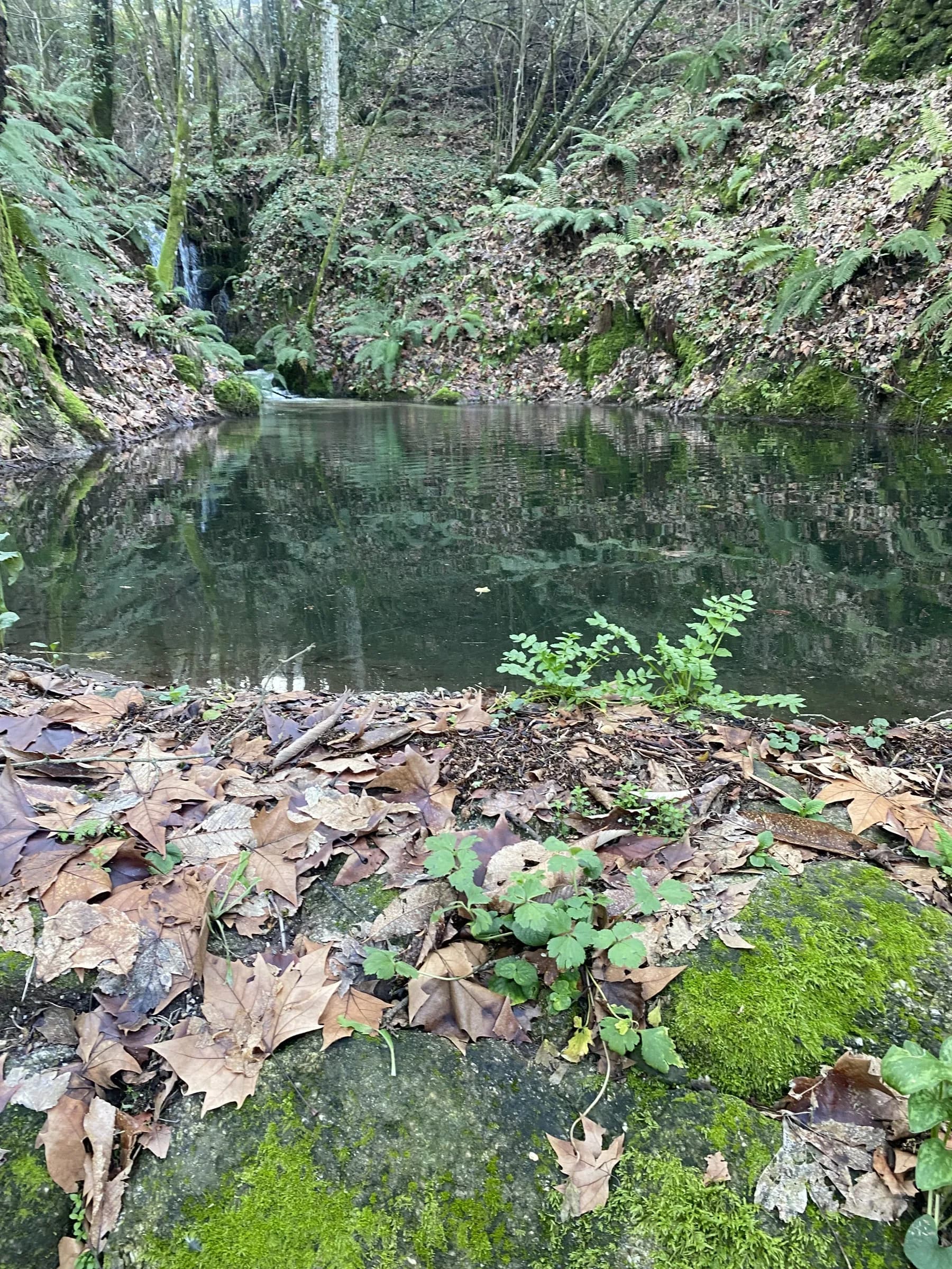 Lagoa do Penedo, de água parada como um espelho, rodeada de fetos