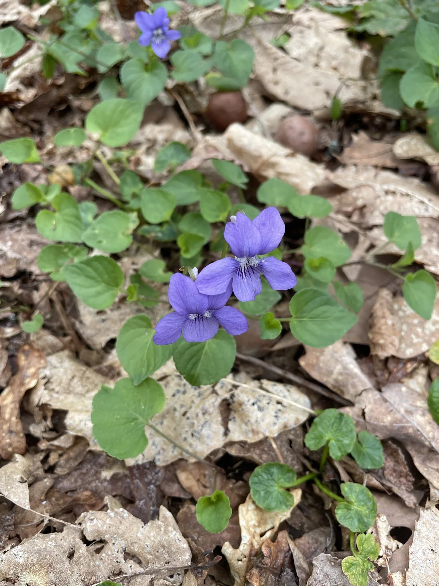 Violetas silvestres no chão do bosque