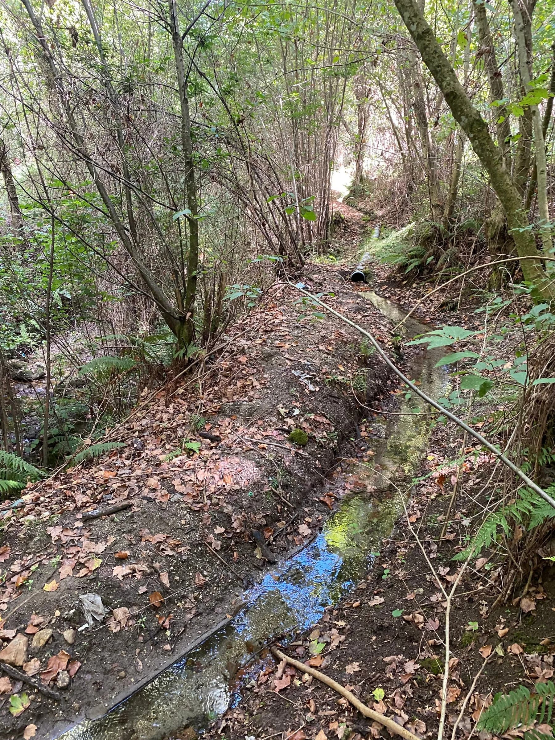 Caminho ao longo de um pequeno ribeiro no bosque